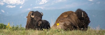 Bison resting in the prairies, South Dakota