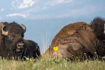 Bison resting in the prairies, South Dakota