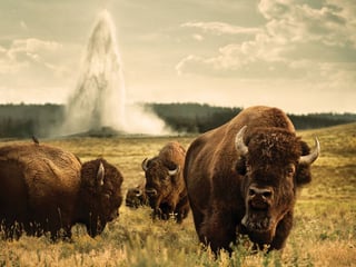 Incredible wild bison of Wyoming