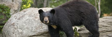 Black bears in Great Smoky Mountains, Tennessee