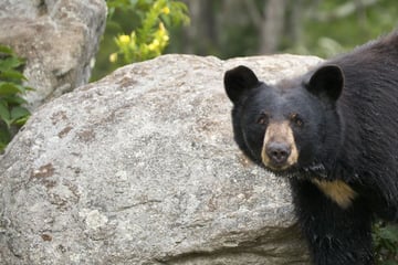 Black bears in Great Smoky Mountains, Tennessee