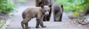 Black bears, Sequoia National Park