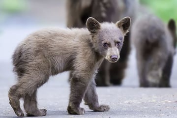 Black bears, Sequoia National Park