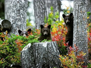Family of black bears in Whistler