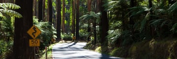Black Spur near Healesville, Yarra Valley