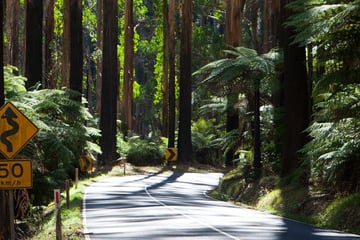 Black Spur near Healesville, Yarra Valley