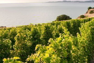 Blenheim, Marlborough