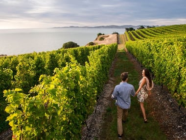 Taking a stroll through the vineyards of Blenheim