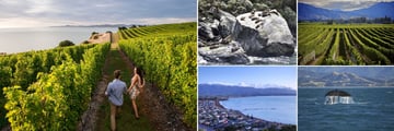 Blenheim Vineyards, Seal Colony on the Rocks & Sights in Kaikoura 