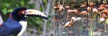 Birds in Columbia