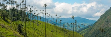 Bogota coffee plantation tour