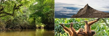 Jungle River, Kinabalu Peak and Orangutans, Borneo