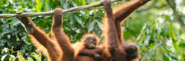 Orangutan family in Sepilok Sanctuary, Borneo