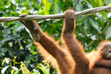 Orangutan family in Sepilok Sanctuary, Borneo