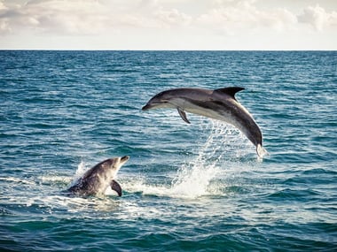 North Island