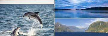 Bottlenose Dolphins, Lake Manapouri & Doubtful Sound