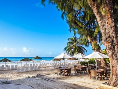 Bougainvillea Barbados