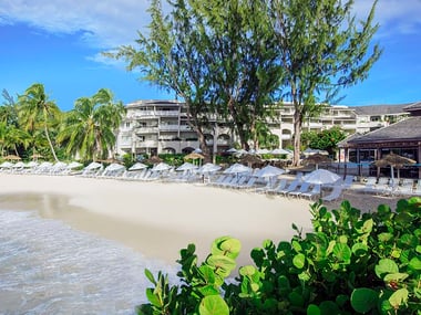 Bougainvillea Barbados