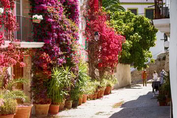 Boungainvillea in the streets of Ibiza