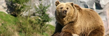 Brown Bear sighting in the Canadian Wilderness