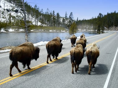 Buffalo on the road at Yellowstone