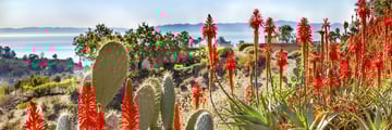 Santa Barbara flora and cacti