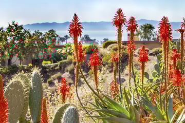 Santa Barbara flora and cacti