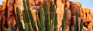 Cacti in Tucson