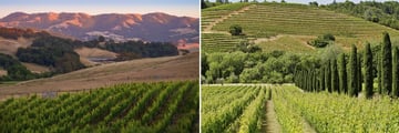 Californian Wine Country