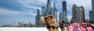 camels on dubai beach