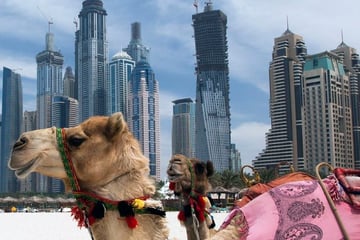 camels on dubai beach