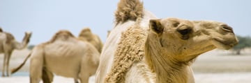 camel ras al khaimah