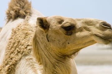 camel ras al khaimah