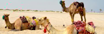 camels qatar desert