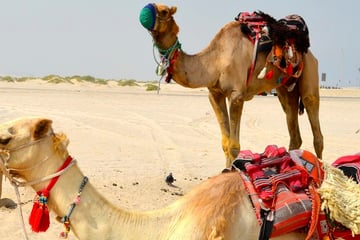 camels qatar desert