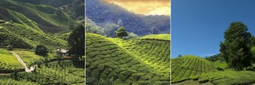 Landscape Views of Tea Plantations at Cameron Highlands Resort