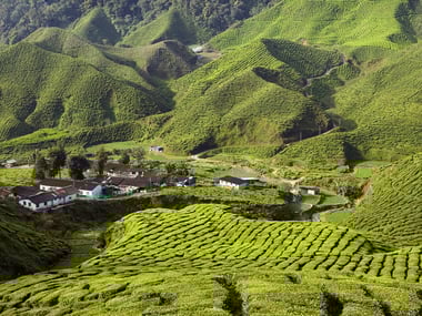 Cameron Highlands tea plantation
