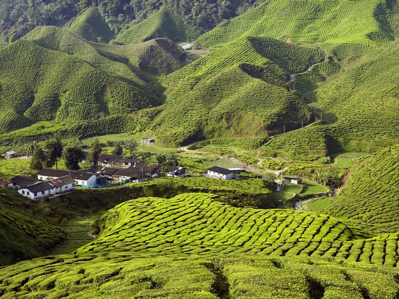 Cameron Highlands tea plantation
