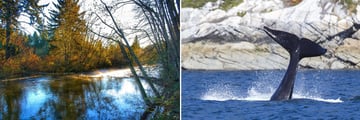 Campbell River scenery & whale sightings