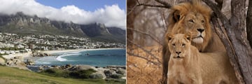 Camps Bay, Cape Town & Lions of Kruger