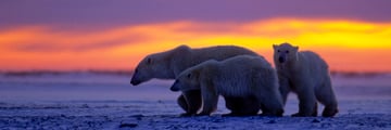 Polar Bear Family at Sunset, Manitoba