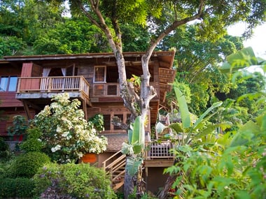 Birdsong at Castara Retreats