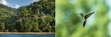 Views of the lodges and wildlife at Castara Retreats