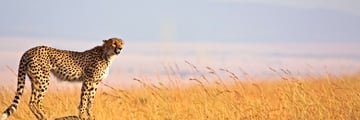 Cheetah looking for prey in Serengeti National Park
