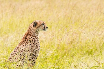 Cheetah on the prowl