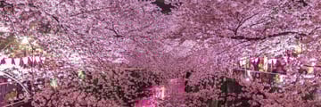 Cherry Blossoms in Ueno Park