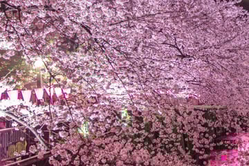 Cherry Blossoms in Ueno Park