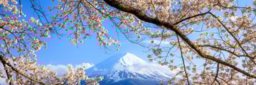 Cherry Blossoms and Mount Fiji Japan