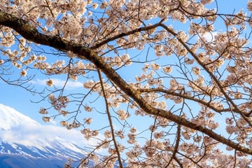 Cherry Blossoms and Mount Fiji Japan
