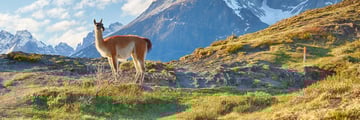 A guanaco in Patagonia